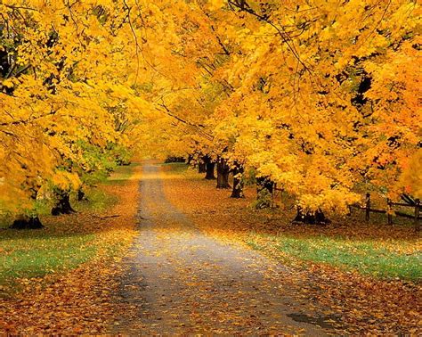 Hd Wallpaper Yellow Leafed Trees Park Autumn Leaves Track Nature