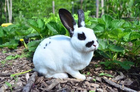 Rex Rabbit Care Pictures Temperament Habitat And Traits Pet Keen