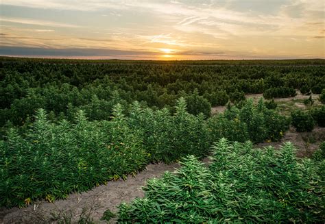 Earth Day Begs the Question: Is Cannabis Farming Sustainable? | Hero ...