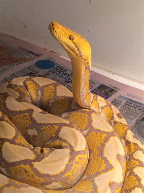 Indo Carmel Reticulate Red Python Pretty Snakes Beautiful Snakes Most
