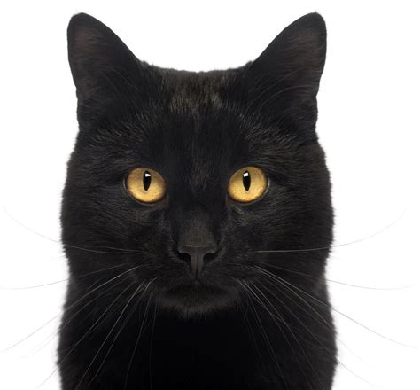 37 Personality Bombay Black Cat Furry Kittens