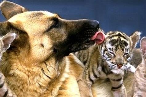 Animal Odd Couples Hubpages