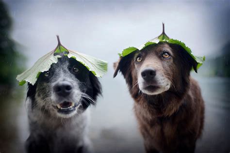 Pet Photographer Offers Helpful Dog Photography Tips