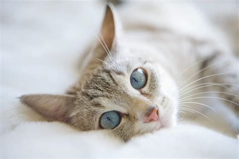 Pretty White Cat With Blue Eyes Laying On Couch