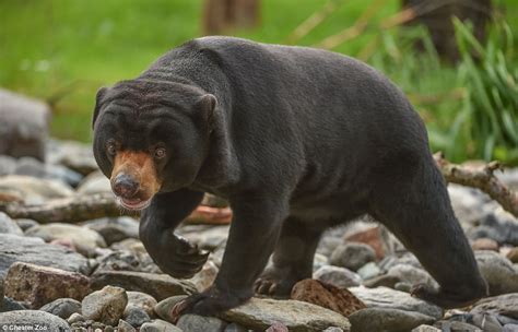 Chester Zoo pictures show animals born there in past year | Daily Mail