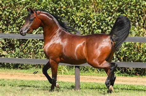 RFI Giuliano no Leilão Virtual do cavalo Árabe Brasil Haras Santo Antônio