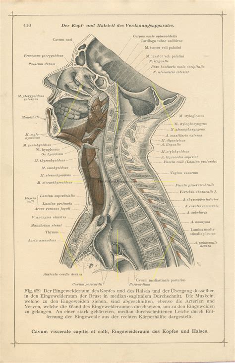 Human Anatomy Antique Anatomical Illustration Head And Brain 2
