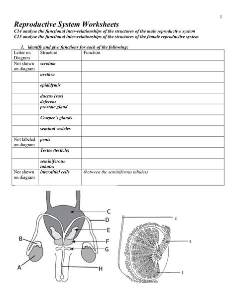 Through the diagram of the male reproductive system above, you know that the reproductive system of a male human includes the scrotum, testes, spermatic ducts, sex glands, and penis. 17 Best Images of Worksheets Human Anatomy - Muscular ...