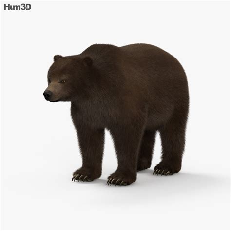 Google's 3d animals are the best antidote to lockdown boredom. Grizzly Bear HD 3D model - Animals on Hum3D