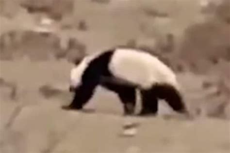 Watch Giant Panda Running Up The Hill In Chinese Village Has Surprised
