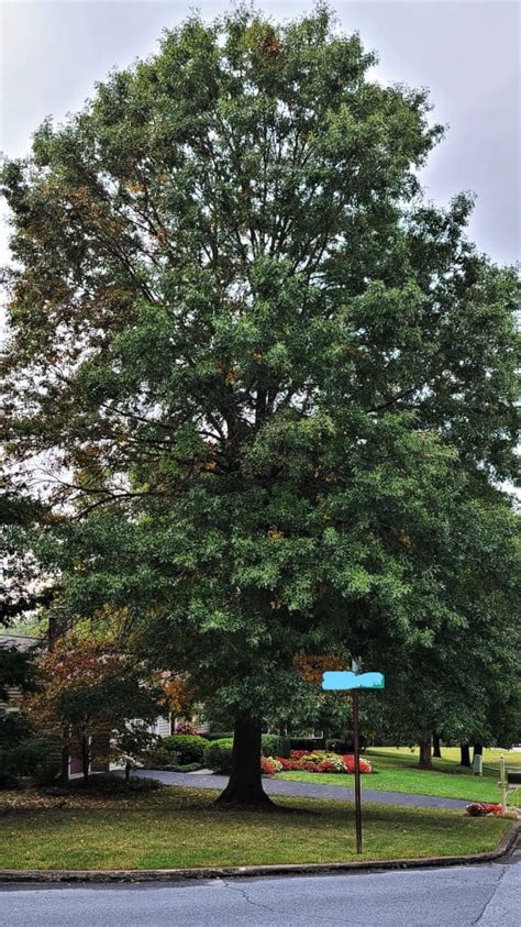 Complete Guide To Pin Oak Trees Quercus Palustris Growit Buildit