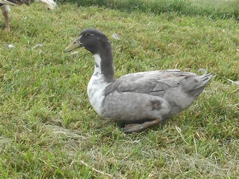 Blue Swedish Ducks Ducklings For Sale Cackle Hatchery
