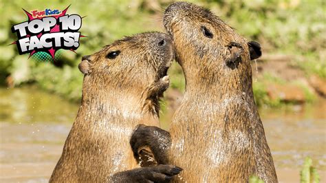 Top 10 Facts About Beavers Fun Kids The Uks Childrens Radio Station
