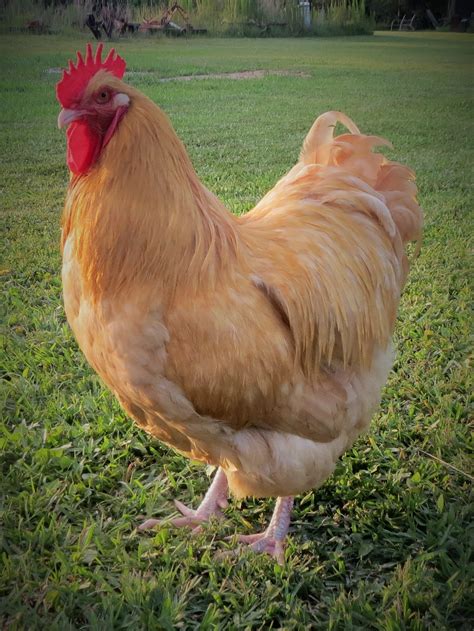 English Buff Orpington Backyard Chickens Learn How To Raise Chickens