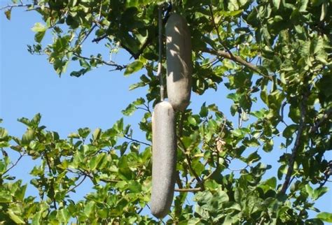 Kigelia Africana Sausage Treemedicinal Usesbenefits