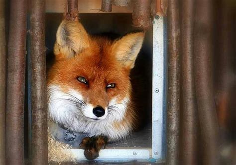 Fox In The Hen House Fox Pictures Fox Animals
