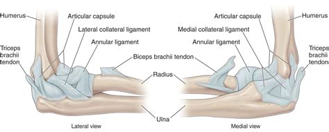 Lateral Collateral Ligament Elbow Injury Symptoms Robert Lopez Kapsels