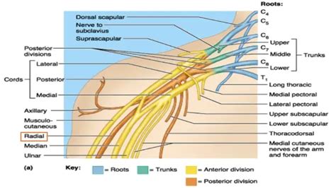 Causes Of A Pinched Nerve In Shoulder