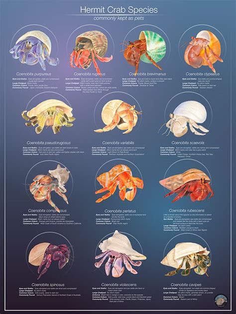 Hermit Crab Species Poster Contains 13 Drawings Of