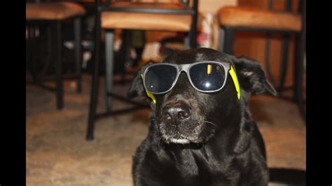 How To Train Your Dog To Wear Sunglasses Starring Ninja
