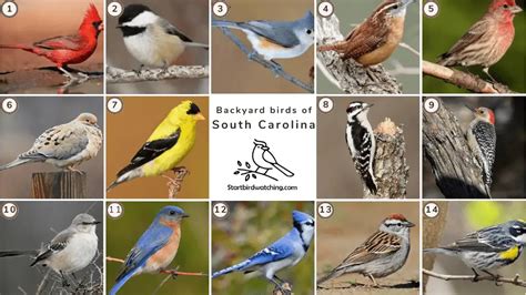 25 Backyard Birds In South Carolina In 2023 Pictures And Facts