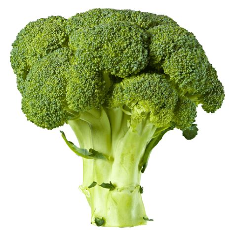 Broccoli Png Transparent Image Download Size 511x526px