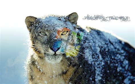 Snow Leopards Wallpapers Wallpaper Cave