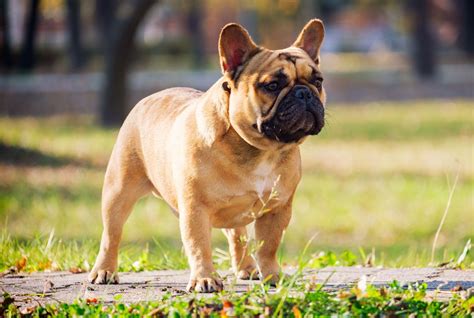 How French Bulldogs Breed