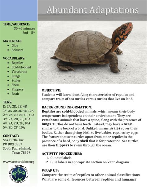 Abundant Adaptations Sea Turtle Inc