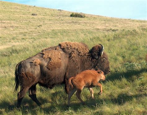 Bison Cow And Calf A Female Bison And Her Calf At The Nati Flickr