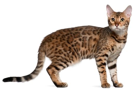Bengal Breed Information And Photos Thriftyfun