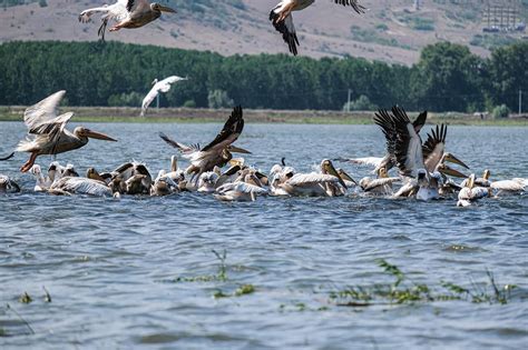 Din Nou Film Documentar Apte Plante Intalnite In Delta Dunarii