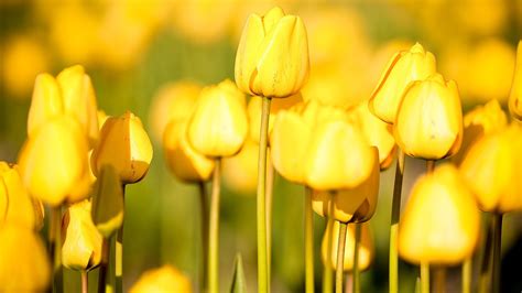 Yellow Tulips Flowers Nature Wallpaper 1920x1080 23772