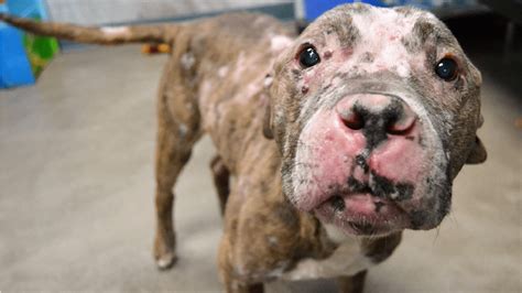 Second Chance Dog With Skin Cancer Adopted From Nw Indiana Animal