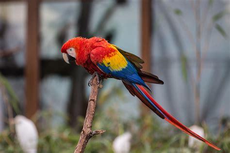 Parrot Free Stock Photo Public Domain Pictures