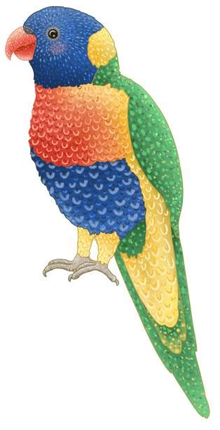 70 Rainbow Lorikeet Illustration Stock Illustrations Royalty Free