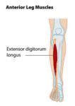 Extensor Digitorum Longus Muscle Details Archives Samarpan Physiotherapy Clinic Ahmedabad