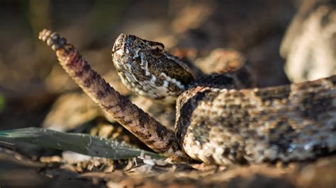 Central Florida Zoo And Botanical Gardens Dusky Pygmy Rattlesnake