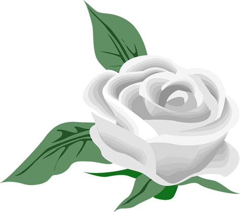 White Rose Png