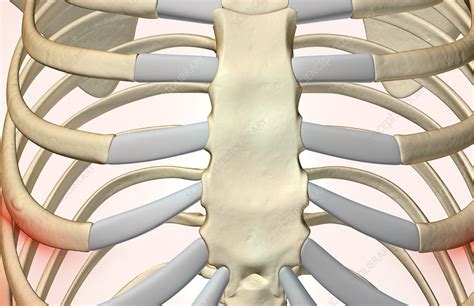 The Bones Of The Sternum Stock Image F0019908 Science Photo Library