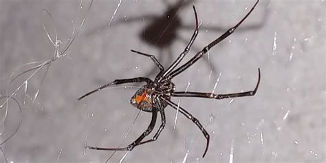 Unidentified Spider In Las Vegas Nv Nevada United States