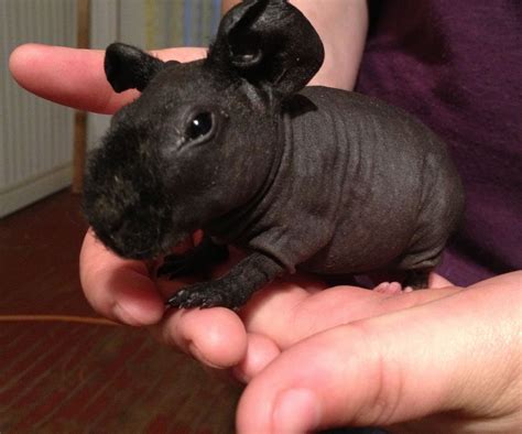 Pin On Skinny Pigs And Guinea Pigs