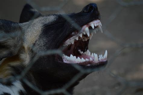 All Sizes African Wild Dogs Flickr Photo Sharing Werewolf