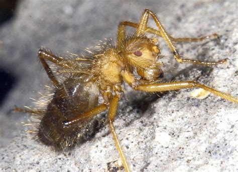 Bat Urine Indicator Aids Search For Terrible Hairy Fly