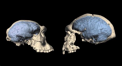 Earliest Homo Populations In Africa Had Primitive Ape Like Brains