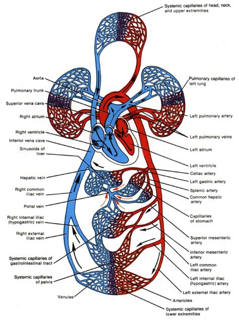 1 The Circulatory System From Tortora And Anagnostakos 1990