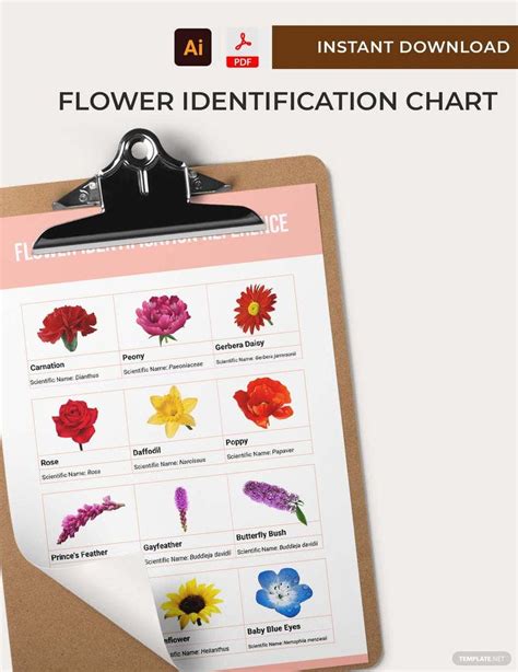 Flower Identification Chart In Illustrator Pdf Download