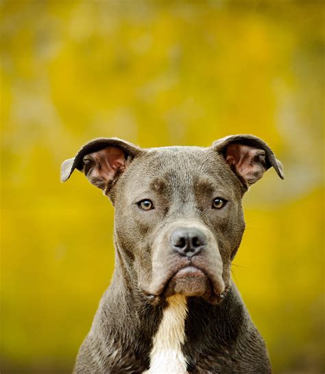Blue Nose Pitbull Facts Fun Pros And Cons Of A Blue Nosed Pup