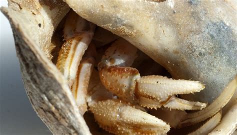 Check out our crab squishmallow selection for the very best in unique or custom, handmade pieces from our stuffed animals & plushies shops. How to Get a Dead Hermit Crab Out of Shell | Animals - mom.me