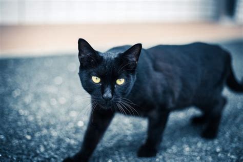 7 Reasons Why Black Cats Are Awesome On Black Cat Appreciation Day